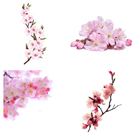 桃花 