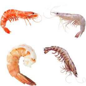 虾 