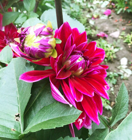 吉祥大丽花