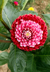 吉祥大丽花