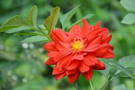 吉祥大丽花