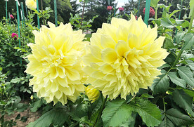 吉祥大丽花