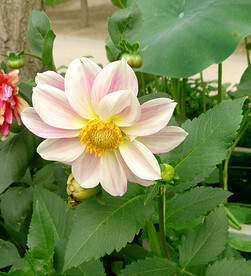 吉祥大丽花