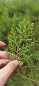 松树花  绿色