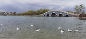 湖 鸟   桥  