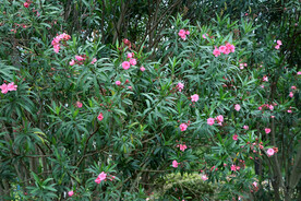 夹竹桃花