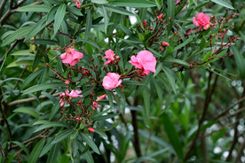 夹竹桃花