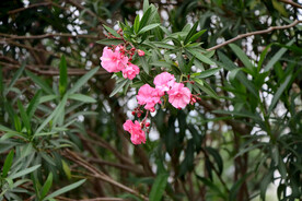 夹竹桃花