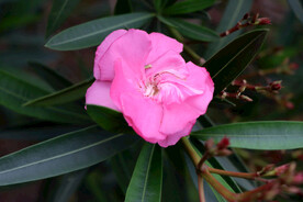 夹竹桃花