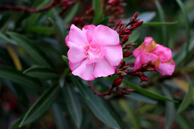 夹竹桃花