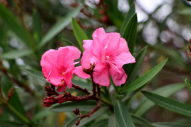 夹竹桃花