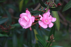 夹竹桃花