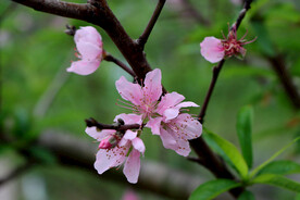 桃花
