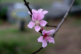 桃花