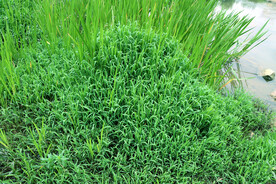 湖边水草