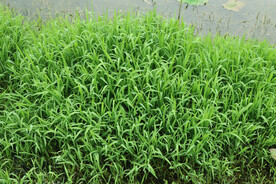 湖边水草
