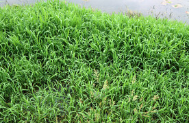 湖边水草