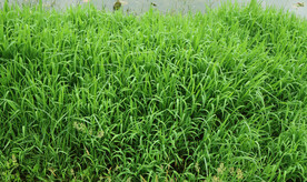湖边水草