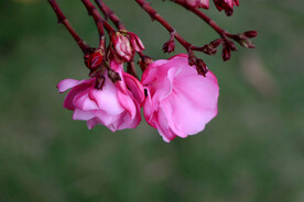 夹竹桃花