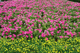 花圃