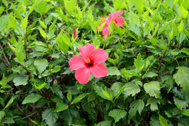 扶桑花