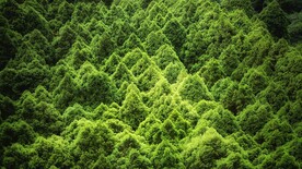 树木背景