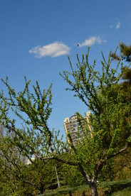 公园风景
