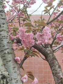樱花