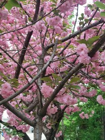 樱花
