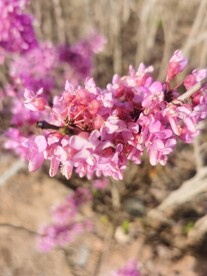 紫荆花