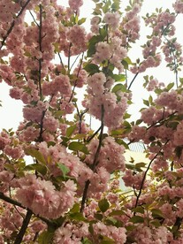 樱花