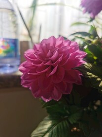 地瓜花
