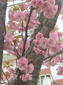 樱花