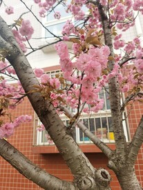 樱花