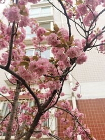 樱花