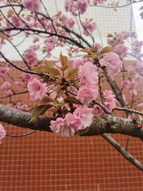 樱花