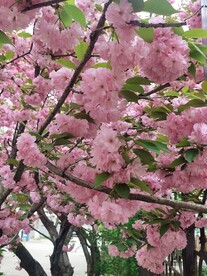 樱花