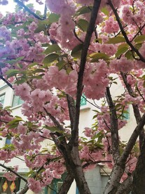 樱花