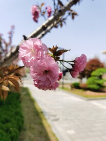 樱花
