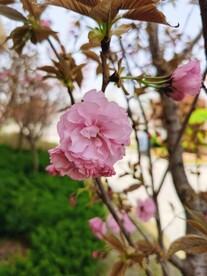 樱花