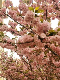 樱花