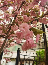 樱花