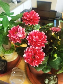 地瓜花