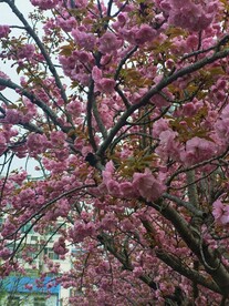 樱花