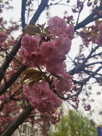樱花