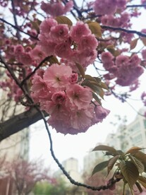 樱花