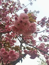 樱花
