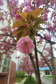 樱花