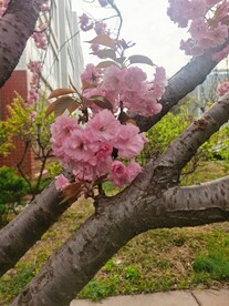 樱花