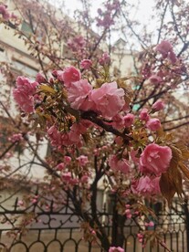 樱花